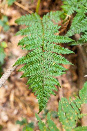 Plant Disease. Close Uo of Fern Leaf discolorated.の写真素材