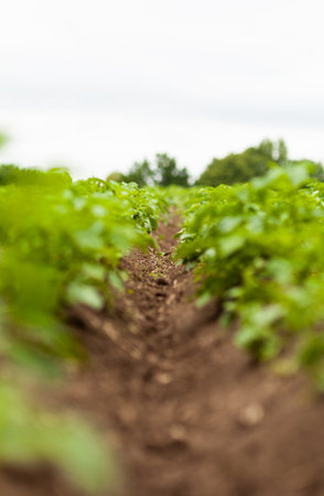 Potato Field. Fresh Green potato Field Agriculture Background.の写真素材