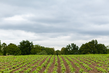 Potato Field. Fresh Green potato Field Agriculture Background.の写真素材