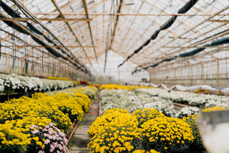 Shot of Chrysanthemum Flower Blooming.の写真素材