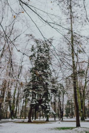 Tree Covered with Snow in Winterの写真素材