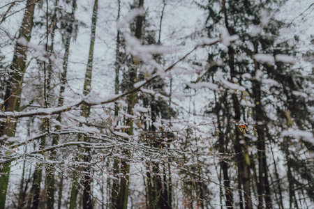 Tree Covered with Snow in Winter
