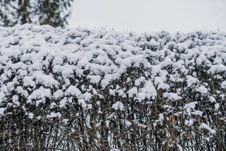 Close up of hedge covered with snowの写真素材