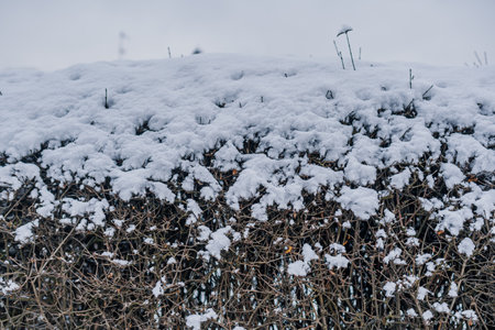 Close up of hedge covered with snowの写真素材