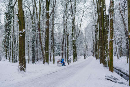 Winter Alley Covered with Cnow in Park Outdoorsの写真素材