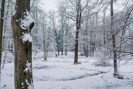 Winter Landscape. Tree Covered with Snow in Winter.の写真素材