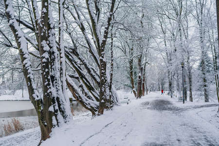 Winter Alley Covered with Cnow in Park Outdoorsの写真素材