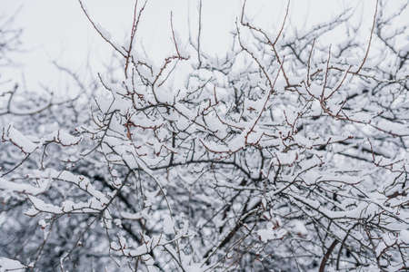 Winter Landscape. Tree Covered with Snow in Winter.