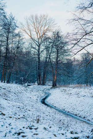 Winter Alley Covered with Cnow in Park Outdoorsの写真素材