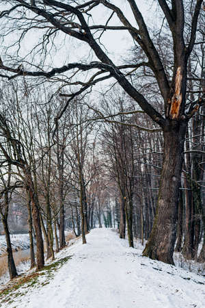 Winter Alley Covered with Cnow in Park Outdoorsの写真素材