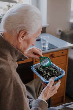 Senior observes sprouts of green vegetablesの写真素材