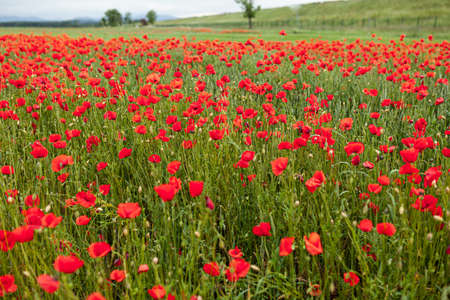 Beautiful blooming poppies in the meadowの写真素材