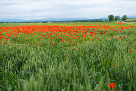 Beautiful blooming poppies in the meadowの写真素材