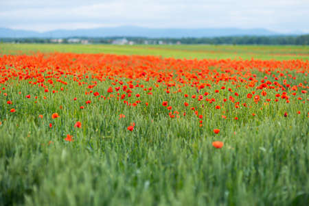 Beautiful blooming poppies in the meadowの写真素材