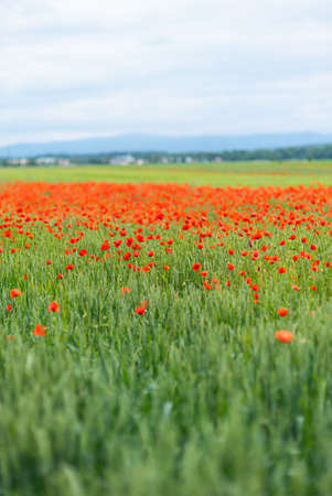 Beautiful blooming poppies in the meadowの写真素材