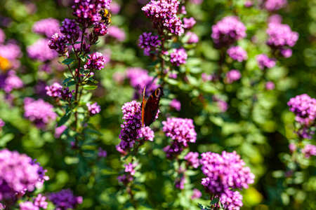 Close up Violet Garden Flowersの写真素材