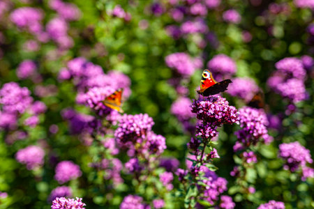 Close up Violet Garden Flowersの写真素材