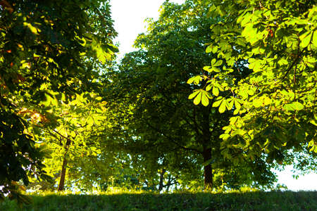 chestnut leaves against blue sky in summerの写真素材