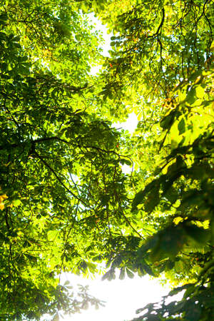 chestnut leaves against blue sky in summerの写真素材