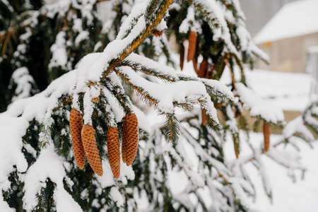 snow-capped cones on a spruceの写真素材
