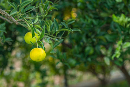 fresh growing mandarin at citrus treeの写真素材