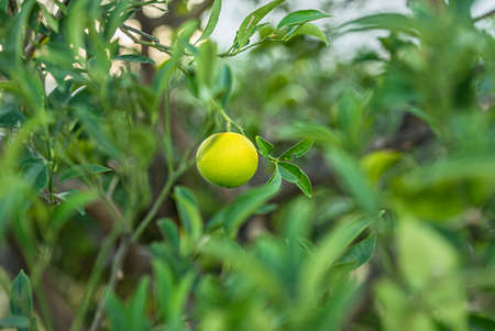fresh growing mandarin at citrus treeの写真素材