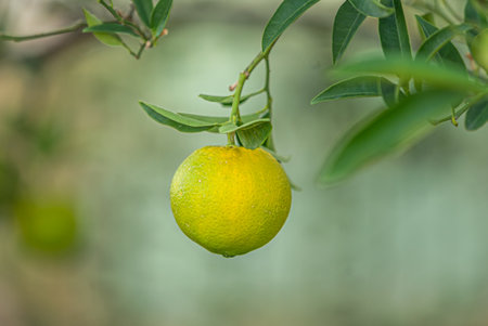 fresh growing mandarin at citrus treeの写真素材