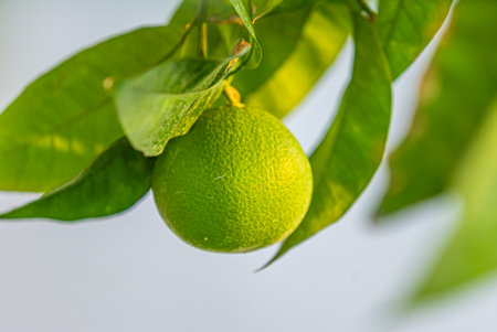 fresh growing mandarin at citrus treeの写真素材