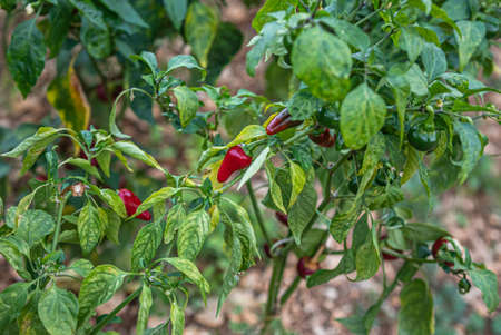 Growing Red Pepper in Gardenの写真素材