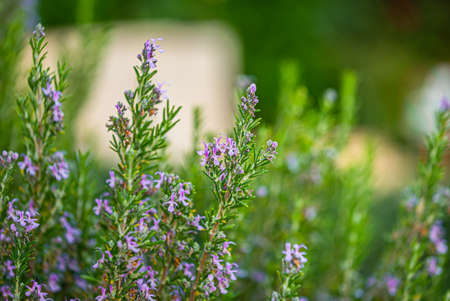 Green Rosemary Herb in Organic Gardenの写真素材