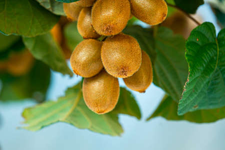 Growing Kiwi Fruits on Branchの写真素材