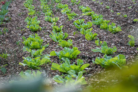 Fresh Green Lettuce in Organic Garden