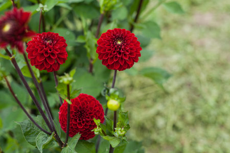 Red Dahlia Flower in Gardenの写真素材