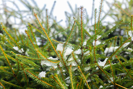 water drops on green conifer twigs in winter, close upの写真素材