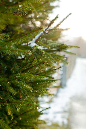 water drops on green conifer twigs in winter, close upの写真素材