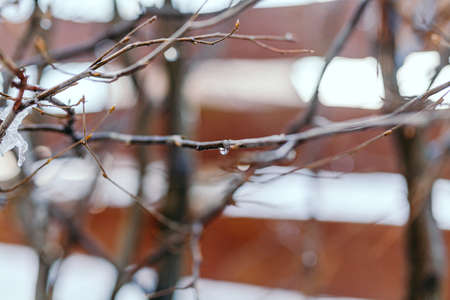 water drops on branches in Spring Thawの写真素材