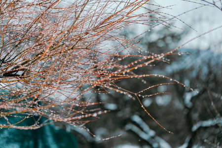 water drops on branches in Spring Thawの写真素材