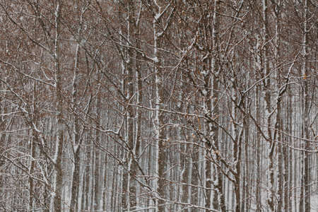 forest during snowstorm in winterの写真素材