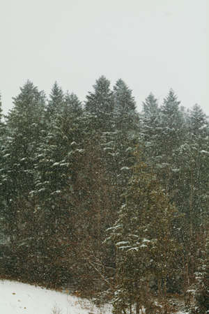 forest during snowstorm in winterの写真素材