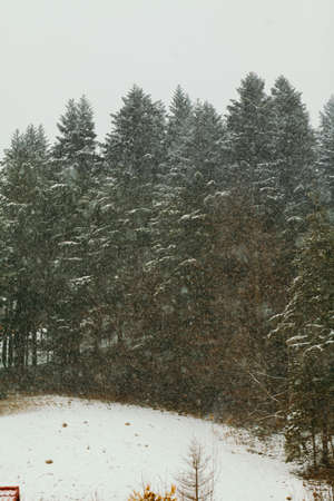 forest during snowstorm in winterの写真素材