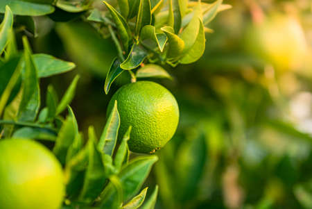 green juicy tangerine fruit on treeの写真素材