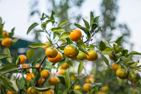 Orange Ripe tangerines fruits on treeの写真素材