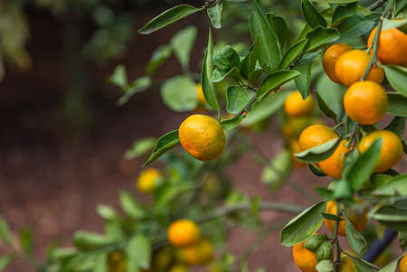 Orange Ripe tangerines fruits on treeの写真素材