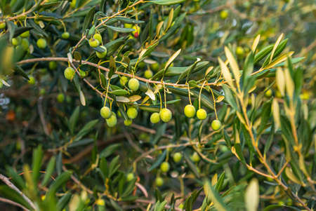growing green olives on olive treeの写真素材
