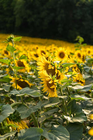 Sunflowers Plantation - Sunflower Field Agricultureの写真素材