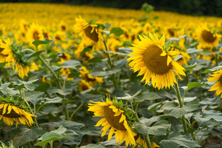 Sunflowers Plantation - Sunflower Field Agricultureの写真素材