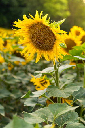 Sunflowers Plantation - Sunflower Field Agricultureの写真素材