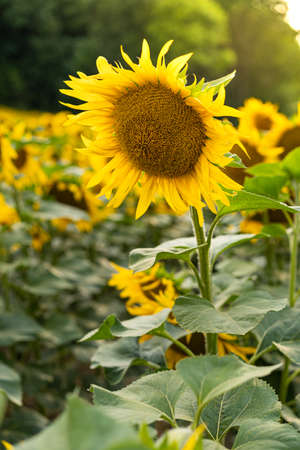 Sunflowers Plantation - Sunflower Field Agricultureの写真素材