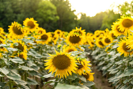 Sunflowers Plantation - Sunflower Field Agricultureの写真素材
