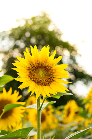 Sunflowers Plantation - Sunflower Field Agricultureの写真素材